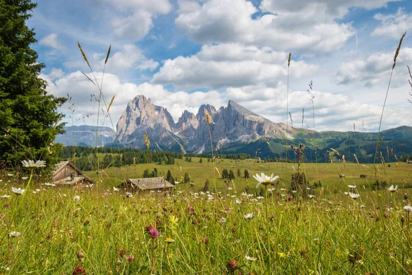 Alpe Siusi Seiser Alm Horskou Skupinou Sassolungo Langkofel Před Modrou — Stock fotografie