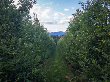 Güney Tyrol, İtalya 'da dağ sırasının önündeki elma bahçesi
