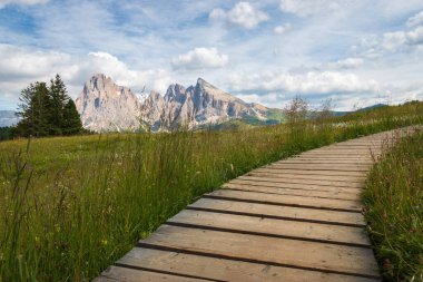 Alpe di Siusi - Seiser Alm with Sassolungo - Langkofel mountain group in front of blue sky with clouds. Summer flowers and wooden footpath during summer in ski resort, Dolomites, Trentino Alto Adige, South Tyrol, Italy. clipart