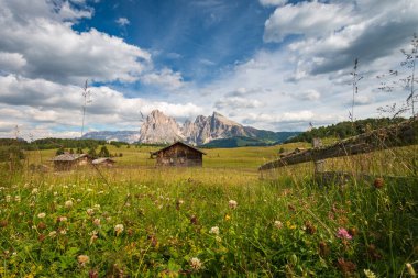 Alpe di Siusi - Seiser Alm ve Sassolungo - Langkofel dağ grubu mavi gökyüzünün önünde bulutlu. Yaz çiçekleri ve tahta bardaklar yaz boyunca kayak merkezinde, Dolomitler, Trentino Alto Adige, Güney Tyrol, İtalya