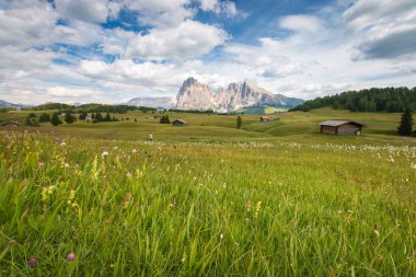 Alpe di Siusi - Seiser Alm ve Sassolungo - Langkofel dağ grubu mavi gökyüzünün önünde bulutlu. Kayak merkezindeki çayırlarda koşan kız Dolomitler, Trentino Alto Adige, Güney Tyrol, İtalya.