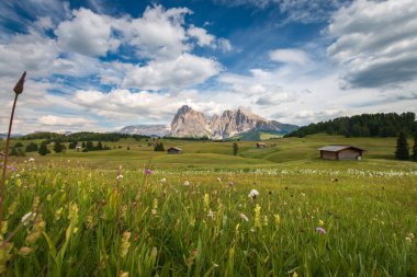 Alpe di Siusi - Seiser Alm ve Sassolungo - Langkofel dağ grubu mavi gökyüzünün önünde bulutlu. Yaz çiçekleri ve tahta bardaklar yaz boyunca kayak merkezinde, Dolomitler, Trentino Alto Adige, Güney Tyrol, İtalya