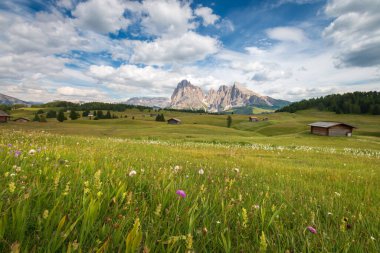 Alpe di Siusi - Seiser Alm ve Sassolungo - Langkofel dağ grubu mavi gökyüzünün önünde bulutlu. Yaz çiçekleri ve tahta bardaklar yaz boyunca kayak merkezinde, Dolomitler, Trentino Alto Adige, Güney Tyrol, İtalya