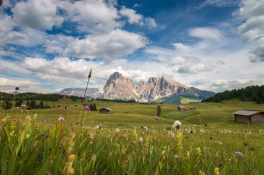 Alpe di Siusi - Seiser Alm ve Sassolungo - Langkofel dağ grubu mavi gökyüzünün önünde bulutlu. Yaz çiçekleri ve tahta bardaklar yaz boyunca kayak merkezinde, Dolomitler, Trentino Alto Adige, Güney Tyrol, İtalya