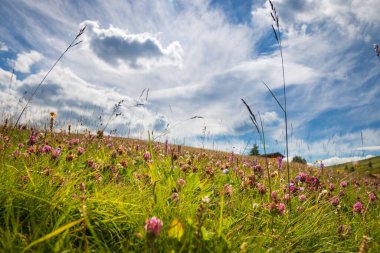 Alpe di Siusi Seiser Alm, Dolomitler, Trentino Alto Adige, Güney Tyrol, İtalya 'da mavi gökyüzü önünde çiçekli alçak açılı çayır manzarası.