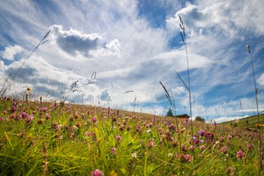 Alpe di Siusi Seiser Alm, Dolomitler, Trentino Alto Adige, Güney Tyrol, İtalya 'da mavi gökyüzü önünde çiçekli alçak açılı çayır manzarası.