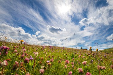 Alpe di Siusi Seiser Alm, Dolomitler, Trentino Alto Adige, Güney Tyrol, İtalya 'da mavi gökyüzü önünde çiçekli alçak açılı çayır manzarası.
