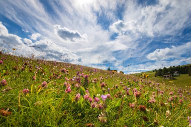 Alpe di Siusi Seiser Alm, Dolomitler, Trentino Alto Adige, Güney Tyrol, İtalya 'da mavi gökyüzü önünde çiçekli alçak açılı çayır manzarası.