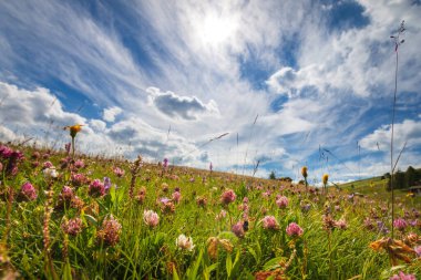 Alpe di Siusi Seiser Alm, Dolomitler, Trentino Alto Adige, Güney Tyrol, İtalya 'da mavi gökyüzü önünde çiçekli alçak açılı çayır manzarası.