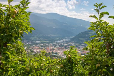 Brixen, Güney Tyrol, İtalya 'nın bulanık panoramik manzarası ön plandaki elma bahçesinin ağaçlarının arasından görülüyor.