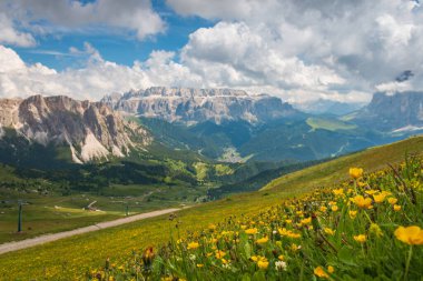 Seceda Dağı, Dolomitler, Trentino Alto Adige, Güney Tyrol, İtalya 'dan görülen önplanda sarı düğün çiçekleri olan Sella grubu dağlarının manzarası bulanık