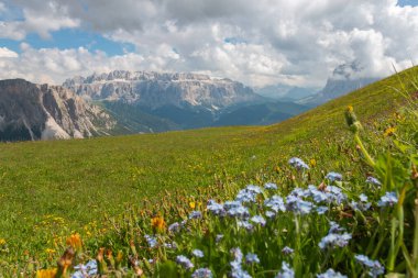 Seceda Dağı, Dolomitler, Trentino Alto Adige, Güney Tyrol, İtalya 'dan önplanda yaz çiçekleriyle Sella grubu dağlarının manzarası