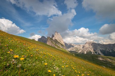 Seceda Dağı 'ndaki karahindiba otlaklarından yazın Odles grubuna, Dolomitler, Trentino Alto Adige, Güney Tyrol, İtalya