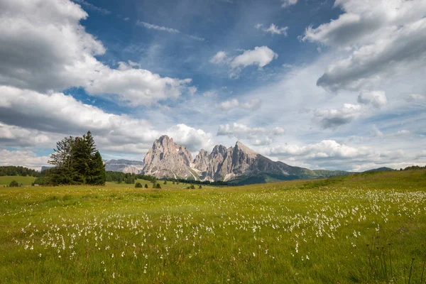在蓝天的前面 是带着云彩的萨索隆戈 朗科费尔山群的小天狼星 意大利南蒂罗尔Trentino Alto Adige的Dolomites滑雪胜地夏季花卉和绿草丘陵 — 图库照片