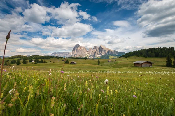 在蓝天的前面 是带着云彩的萨索隆戈 朗科费尔山群的小天狼星 意大利南蒂罗尔Trentino Alto Adige的Dolomites滑雪胜地夏季花卉和木制小屋 — 图库照片