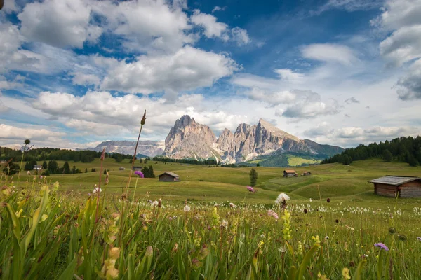 在蓝天的前面 是带着云彩的萨索隆戈 朗科费尔山群的小天狼星 意大利南蒂罗尔Trentino Alto Adige的Dolomites滑雪胜地夏季花卉和木制小屋 — 图库照片