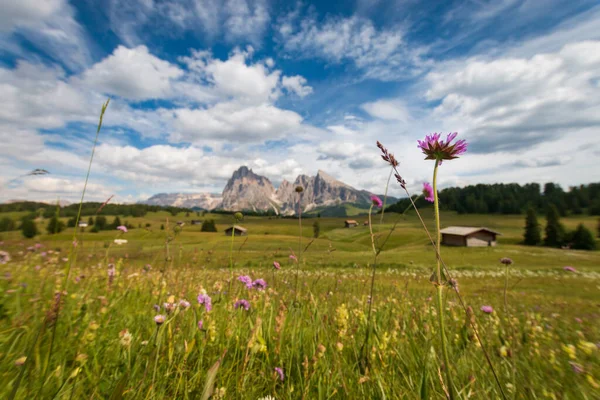 Alpe Siusi Seiser Alm Con Sassolungo Grupo Montaña Langkofel Frente — Foto de Stock