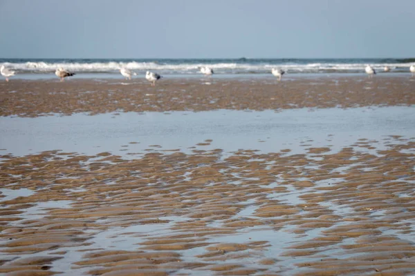 Ondas Molhadas Com Água Areia Uma Praia Com Gaivotas Borradas — Fotografia de Stock