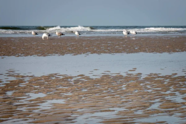 Ondas Molhadas Com Água Areia Uma Praia Com Gaivotas Borradas — Fotografia de Stock