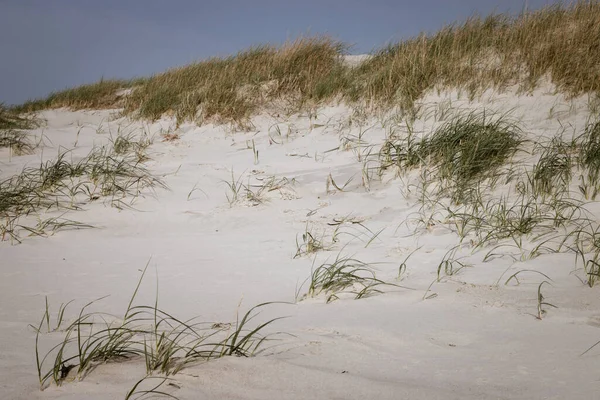 Dune Con Erba Nord Mare Spiaggia Contro Cielo — Foto Stock