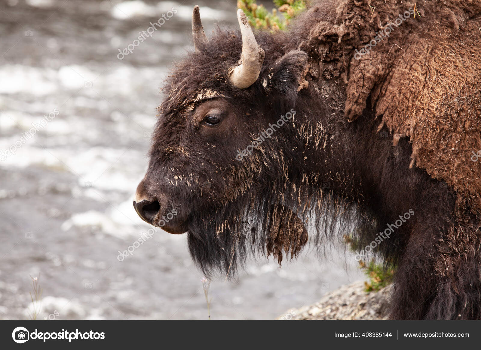 Terrestrial animal Stock Photos, Royalty Free Terrestrial animal Images | Depositphotos Terrestrial animal Stock Photos, Royalty Free Terrestrial animal Images | Depositphotos
