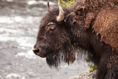 Yellowstone Ulusal Parkı Bizonu ve Geyik Vahşi Hayatı