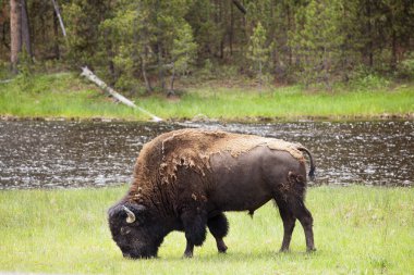 Yellowstone Ulusal Parkı Bizonu ve Geyik Vahşi Hayatı