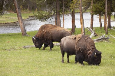Yellowstone Ulusal Parkı Bizonu ve Geyik Vahşi Hayatı