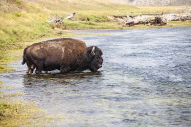 Yellowstone Ulusal Parkı Bizonu ve Geyik Vahşi Hayatı