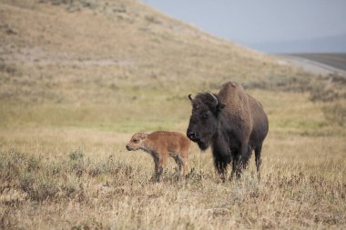 Yellowstone Ulusal Parkı Bizonu ve Geyik Vahşi Hayatı