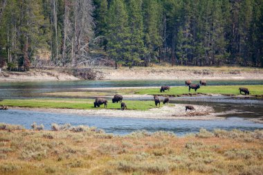 Yellowstone Ulusal Parkı Bizonu ve Geyik Vahşi Hayatı