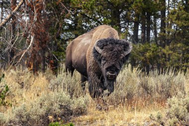 Yellowstone Ulusal Parkı Bizonu ve Geyik Vahşi Hayatı