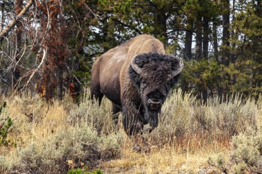 Yellowstone National Park Bison and Elk wildlife clipart