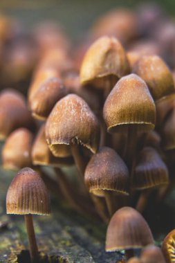 Ağaç dalından çıkan küçük mantarların ayrıntıları