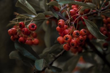 İspanya 'nın Burgos köyündeki Covarrubias ağacındaki meyvelerin ayrıntıları