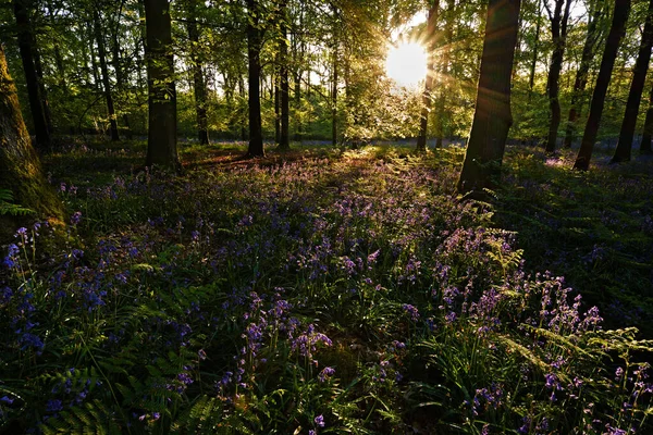 Woodland Bluebells Sunrise Wide Shot — 스톡 사진