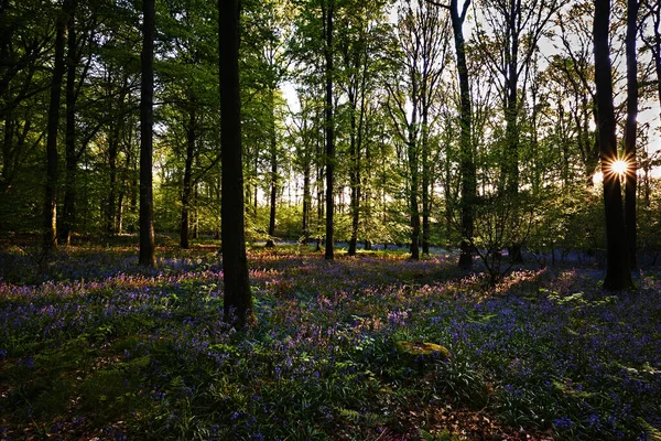 Woodland Bluebells Sunrise Wide Shot — 스톡 사진