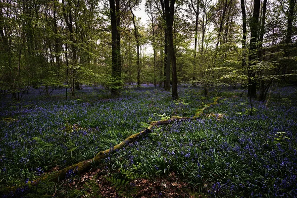 Bluebells Dans Woodland Jour Nuageux — Photo