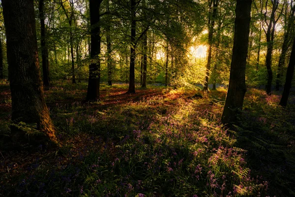 Woodland Bluebells Sunrise Wide Shot — 스톡 사진