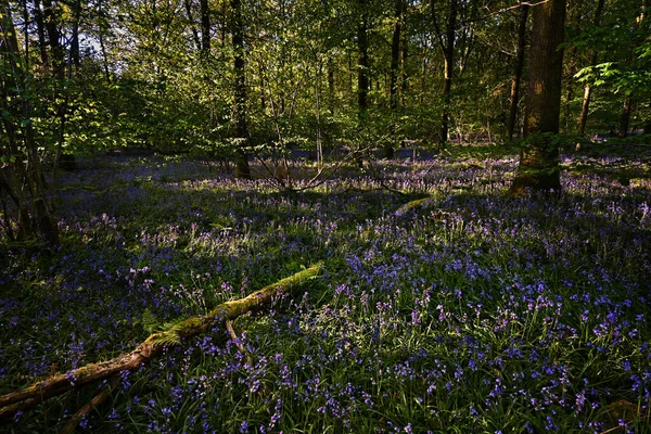 Bluebells Dans Les Bois Lever Soleil Prise Vue Large — Photo