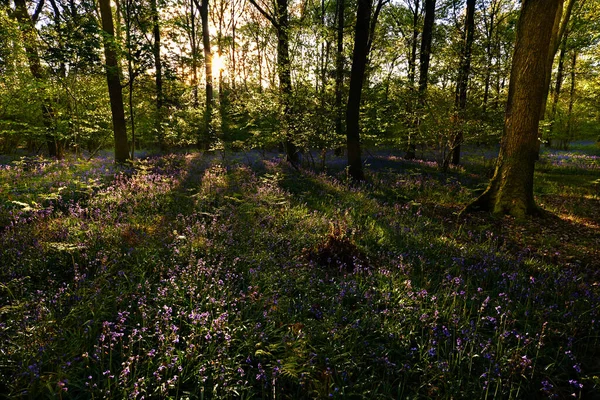 Woodland Bluebells Sunrise Wide Shot — 스톡 사진