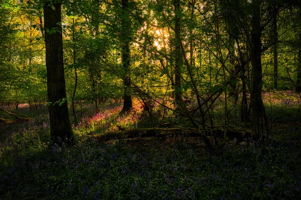 Bluebells Woodland Arbres Enchevêtrés — Photo