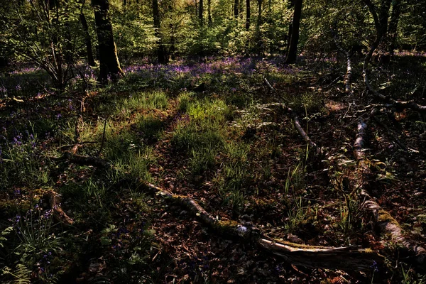 Dzwony Woodland Wschód Słońca Upadłe Drzewo Pierwszym Planie — Zdjęcie stockowe