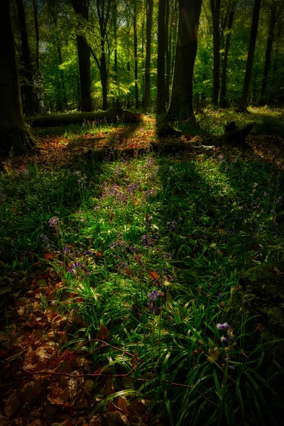 Bosque Campanas Azules Sombra Salida Del Sol Retrato — Foto de Stock