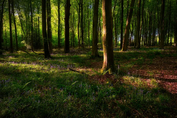 Woodlands Sunrise Bluebells Wide Angle — 스톡 사진