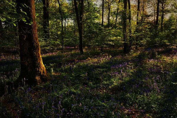 Woodland Bluebells Shadow Sunrise — 스톡 사진