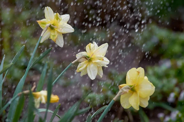 春の土砂降りの雨に3つの黄色のダフォジルの花 — ストック写真