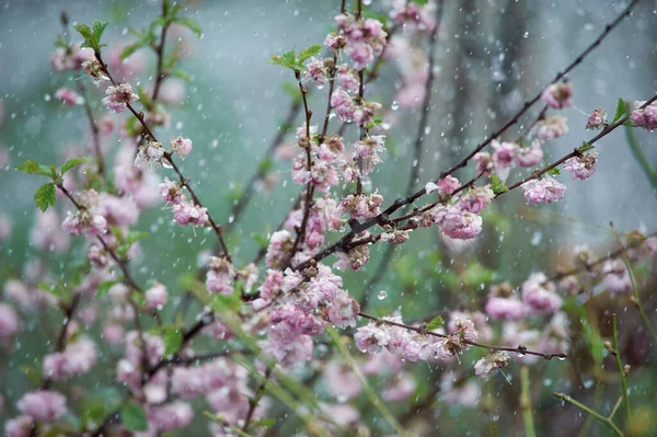 Junge Sakura Blumen Strömenden Regen — Stockfoto