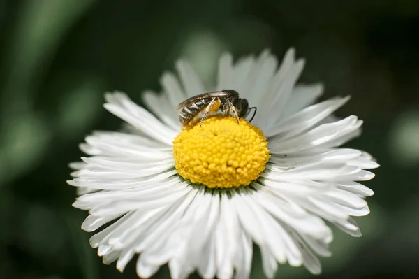 Biene Weißer Blume Mittag — Stockfoto