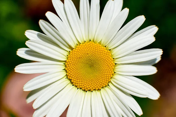 Weiße Kamillenblüte Nahaufnahme Mittag — Stockfoto